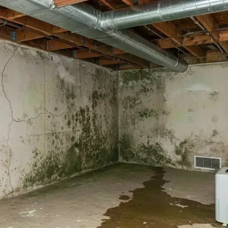 Professional Mold Removal in Derby, CO